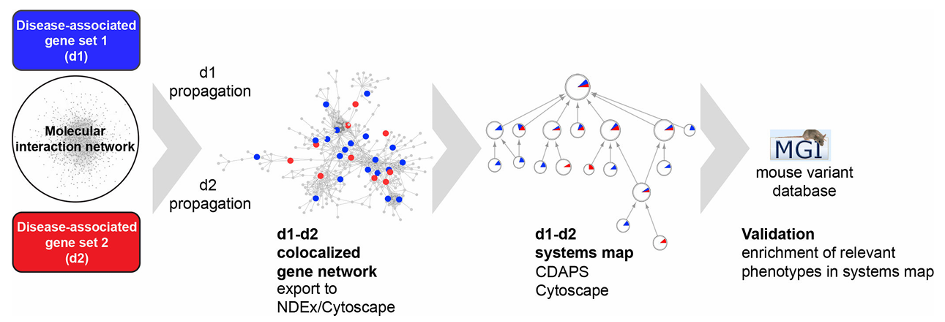 Example of gene-networks workflow