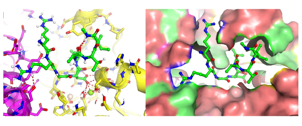A fragment of TGF-β3 within the active site of integrin αVβ8 (PDB: 8VS6). On the left, polar contacts are highlighted with a red dashed line. On the right, the surface view shows polar residues in red and nonpolar residues in green.